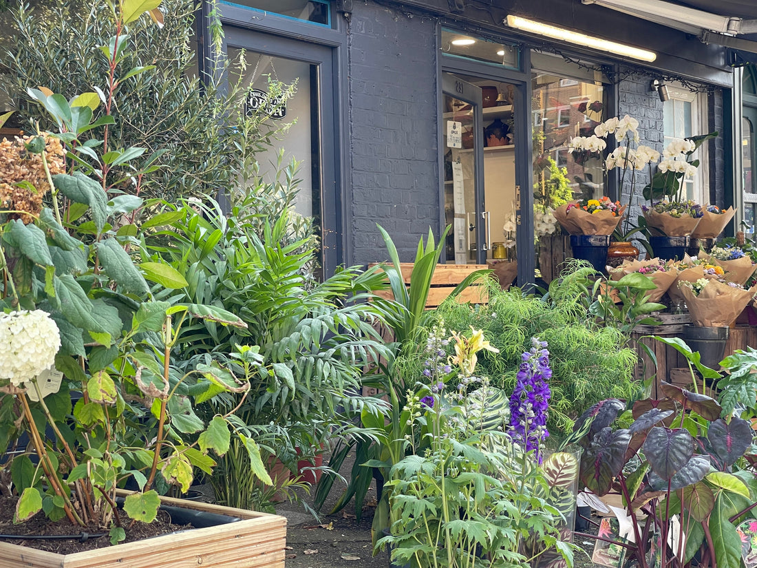More Than Just Flowers - Plants Galore