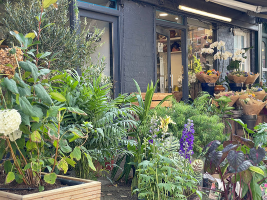 More Than Just Flowers - Plants Galore