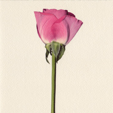 Graceful Rose