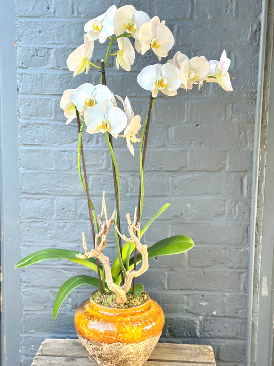 Luxury Phalaenopsis Orchid