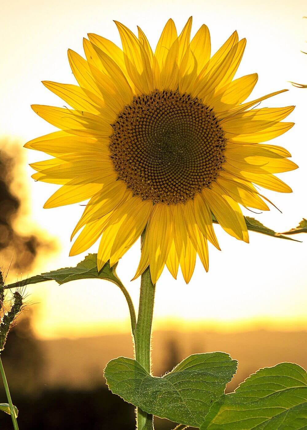 Putney Florist Flower Delivery